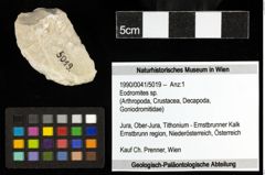 Foto (Objekt + Etiketten) von Eodromites sp. 